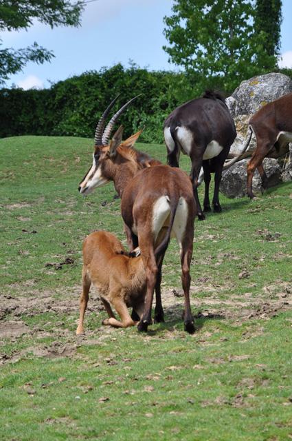 min 2013 07 06 beauval 086